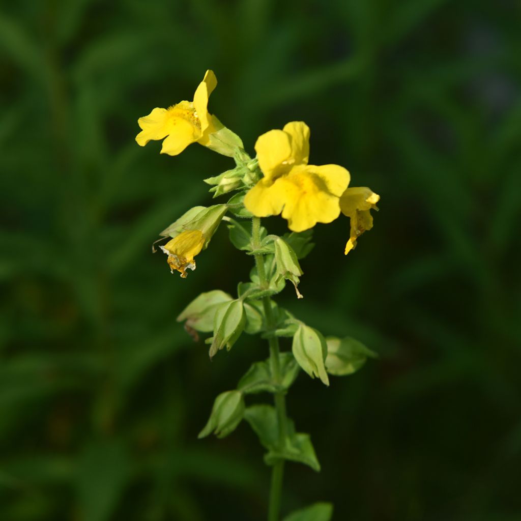 Mimulus luteus - Gele maskerbloem