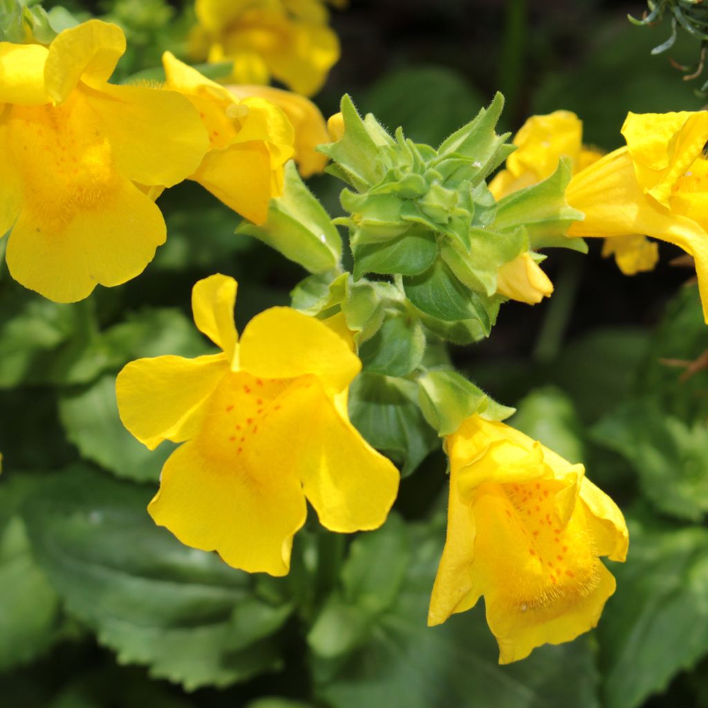 Mimulus luteus - Gele maskerbloem