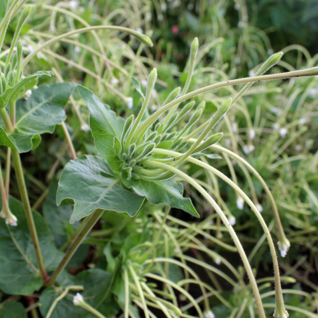 Mirabilis longiflora (zaad) - Nachtschone