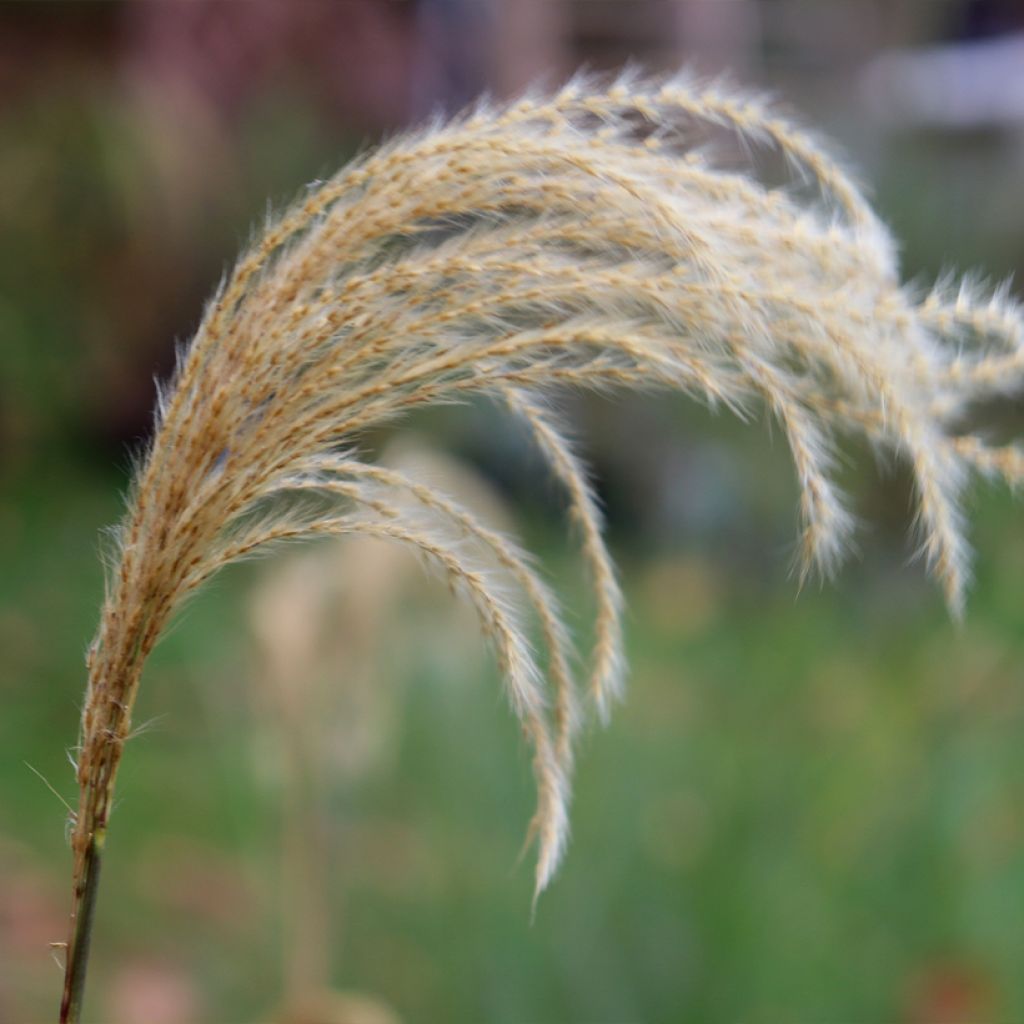 Miscanthus nepalensis - Prachtriet