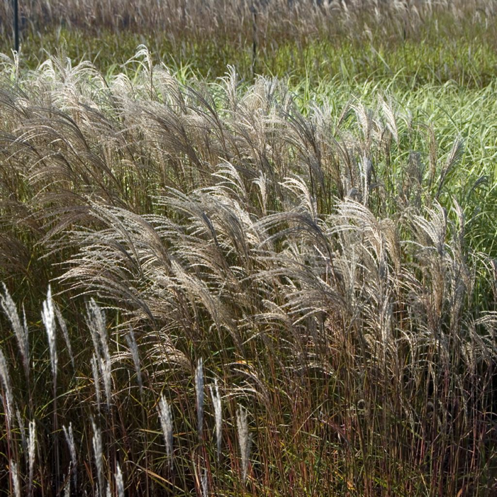 Miscanthus sinensis Adagio - Prachtriet