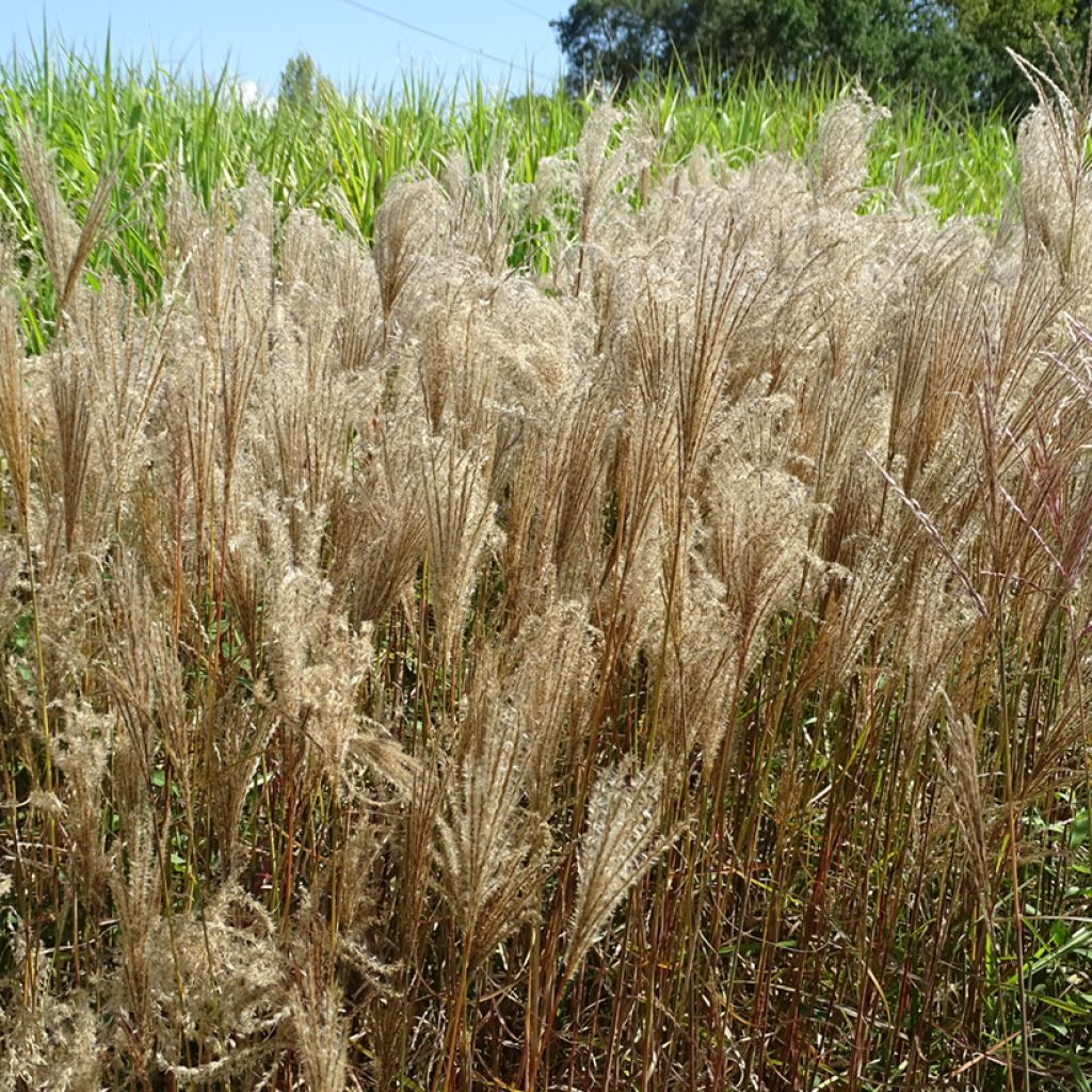 Miscanthus sinensis Dronning Ingrid - Prachtriet