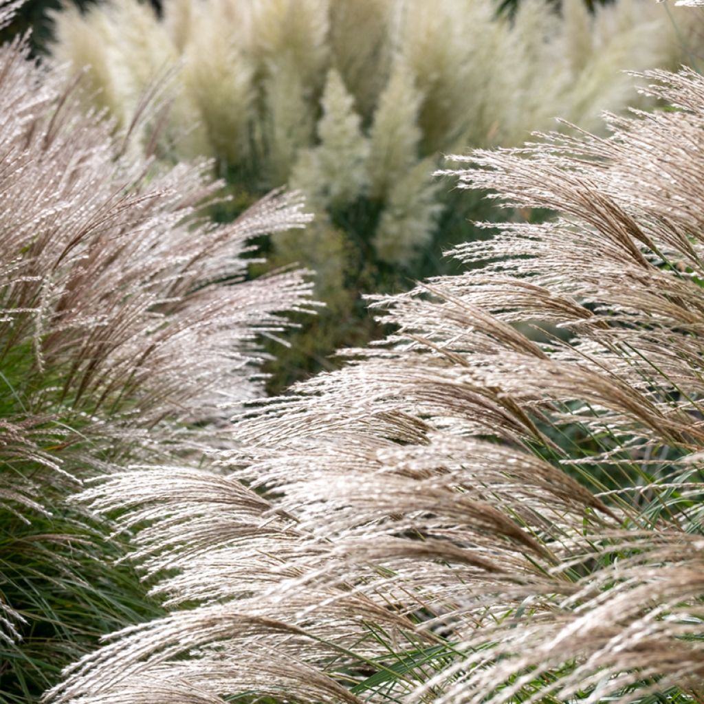 Miscanthus sinensis Flamingo - Prachtriet
