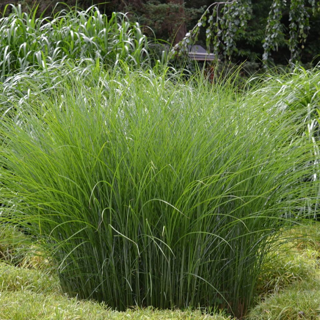 Miscanthus sinensis Gracillimus - Prachtriet