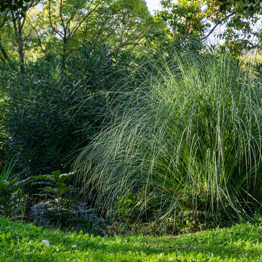 Miscanthus sinensis Gracillimus - Prachtriet