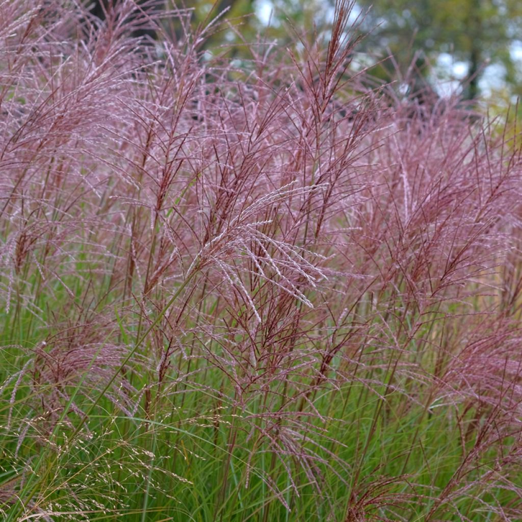 Miscanthus sinensis Gracillimus - Prachtriet