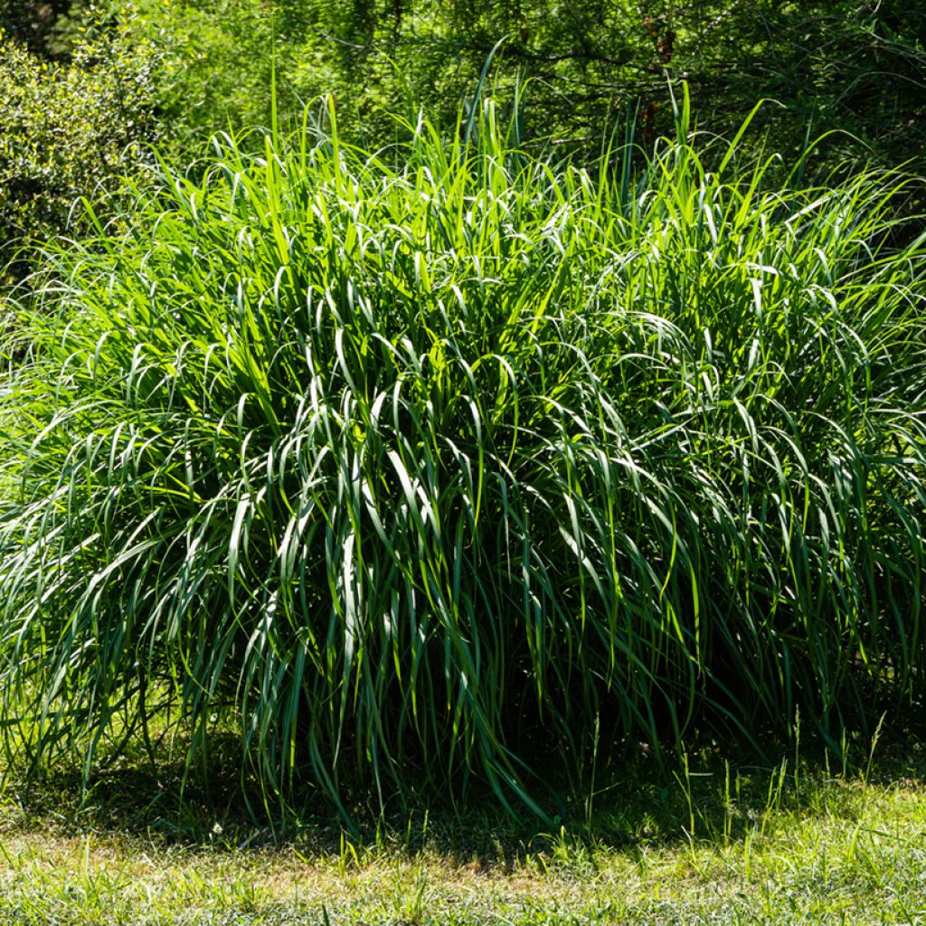 Miscanthus sinensis Gracillimus - Prachtriet