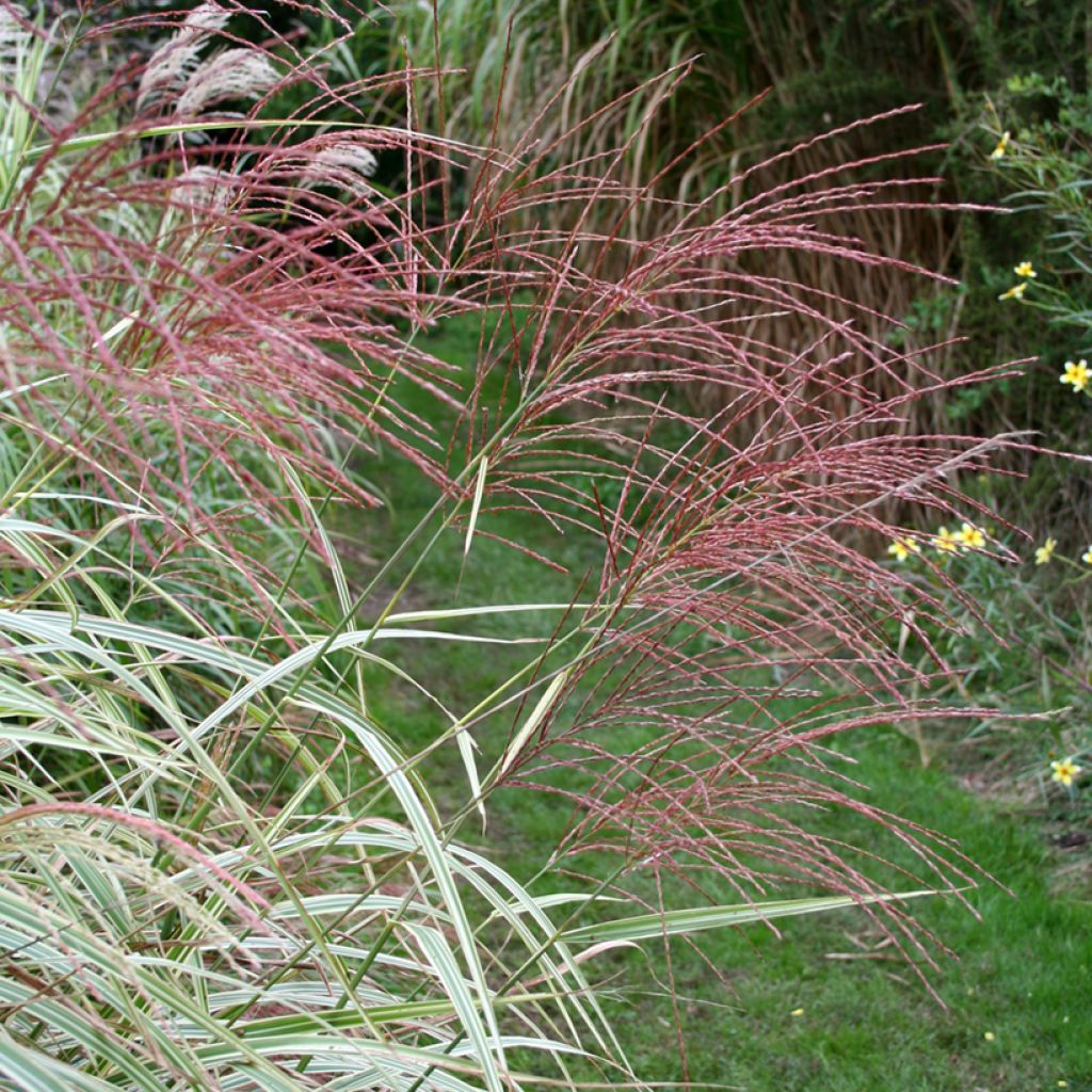 Miscanthus sinensis Variegatus - Prachtriet