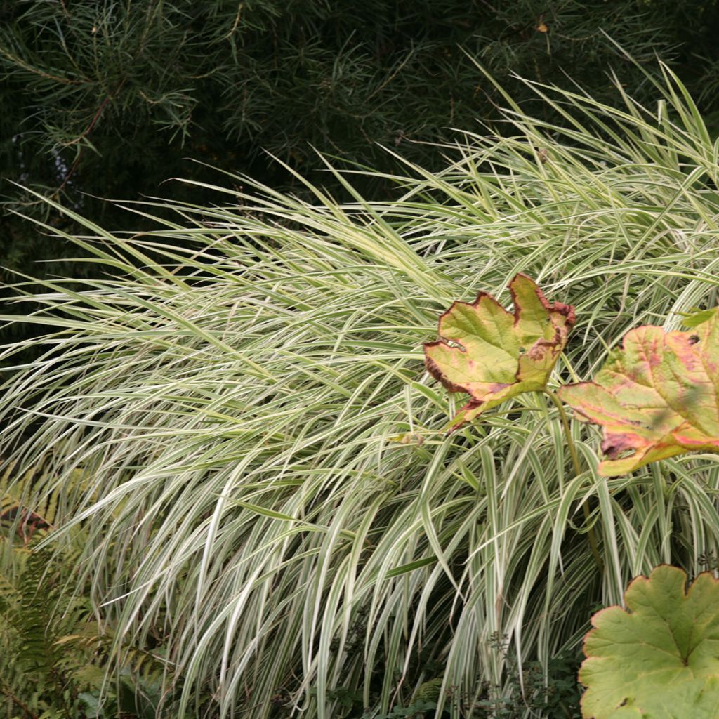 Miscanthus sinensis Variegatus - Prachtriet