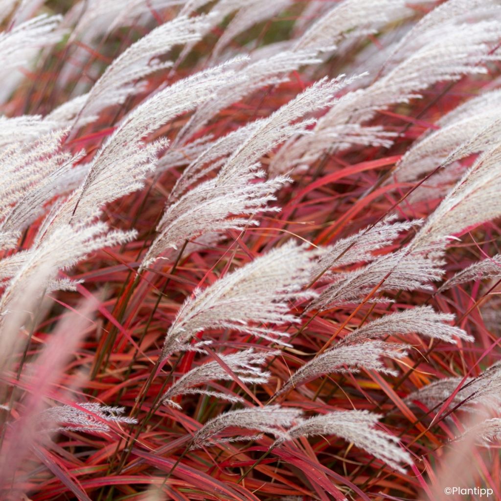 Miscanthus Lady in Red - Prachtriet