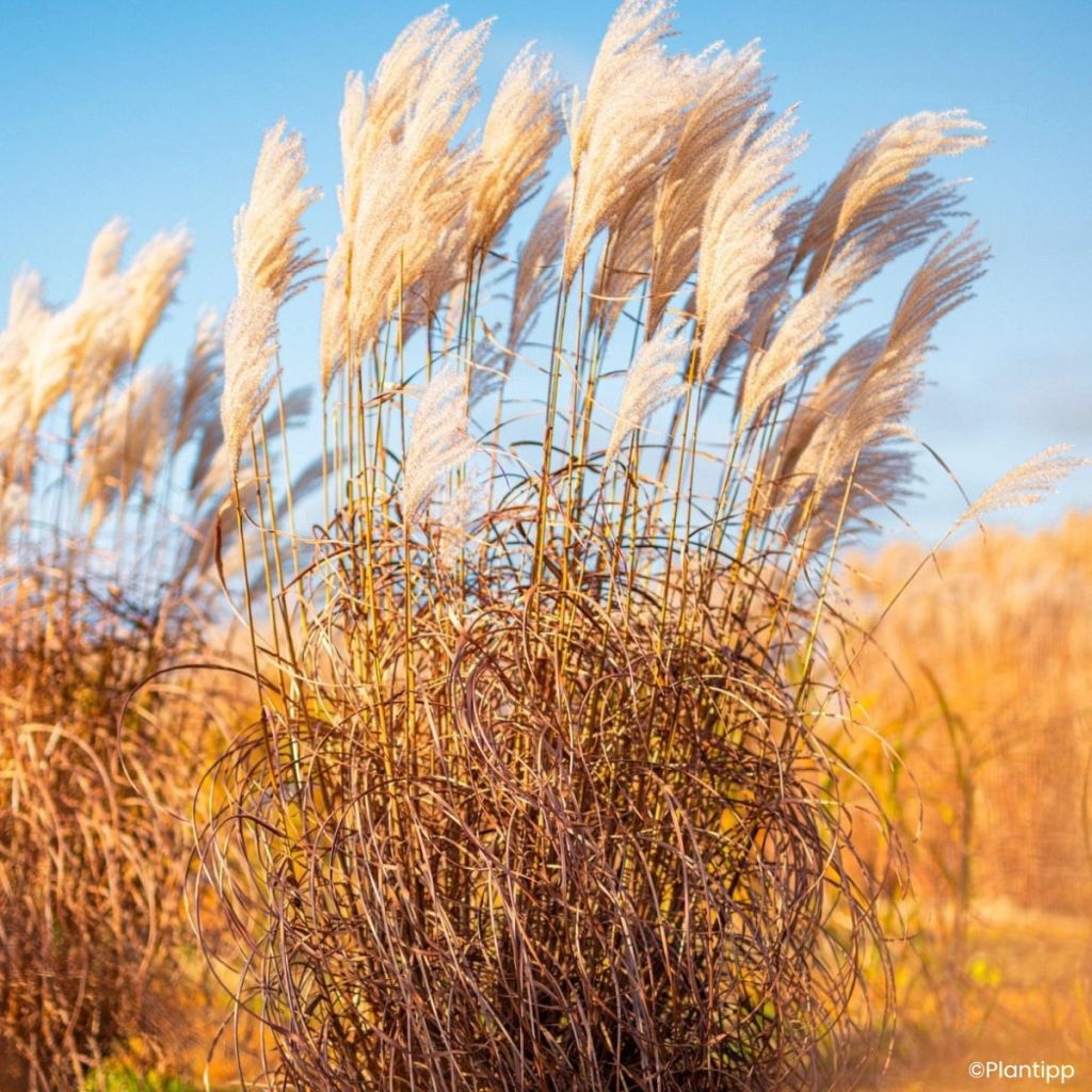 Miscanthus Lady in Red - Prachtriet