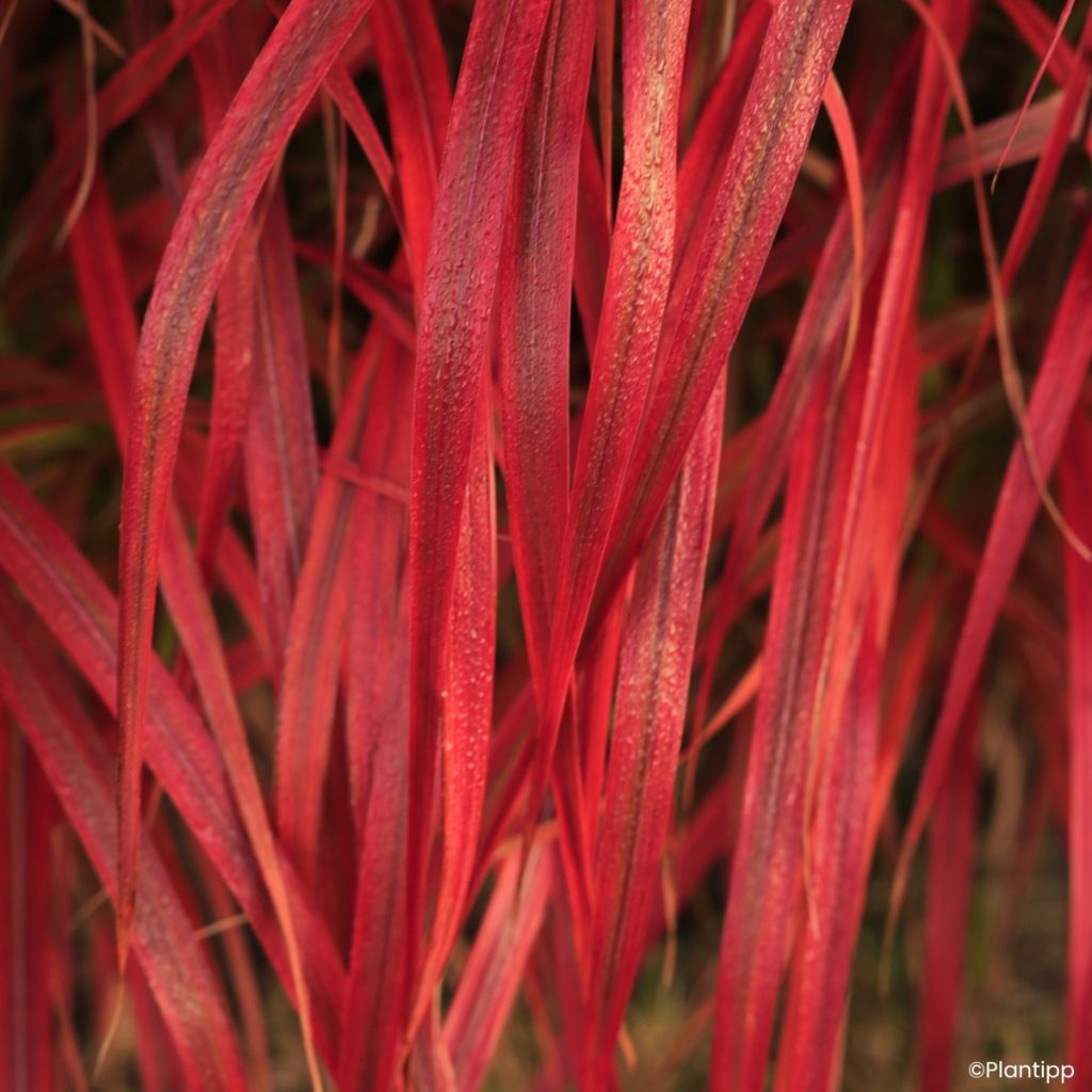 Miscanthus Lady in Red - Prachtriet
