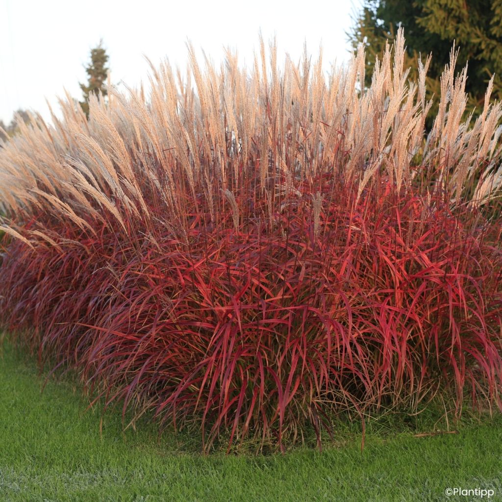Miscanthus Lady in Red - Prachtriet