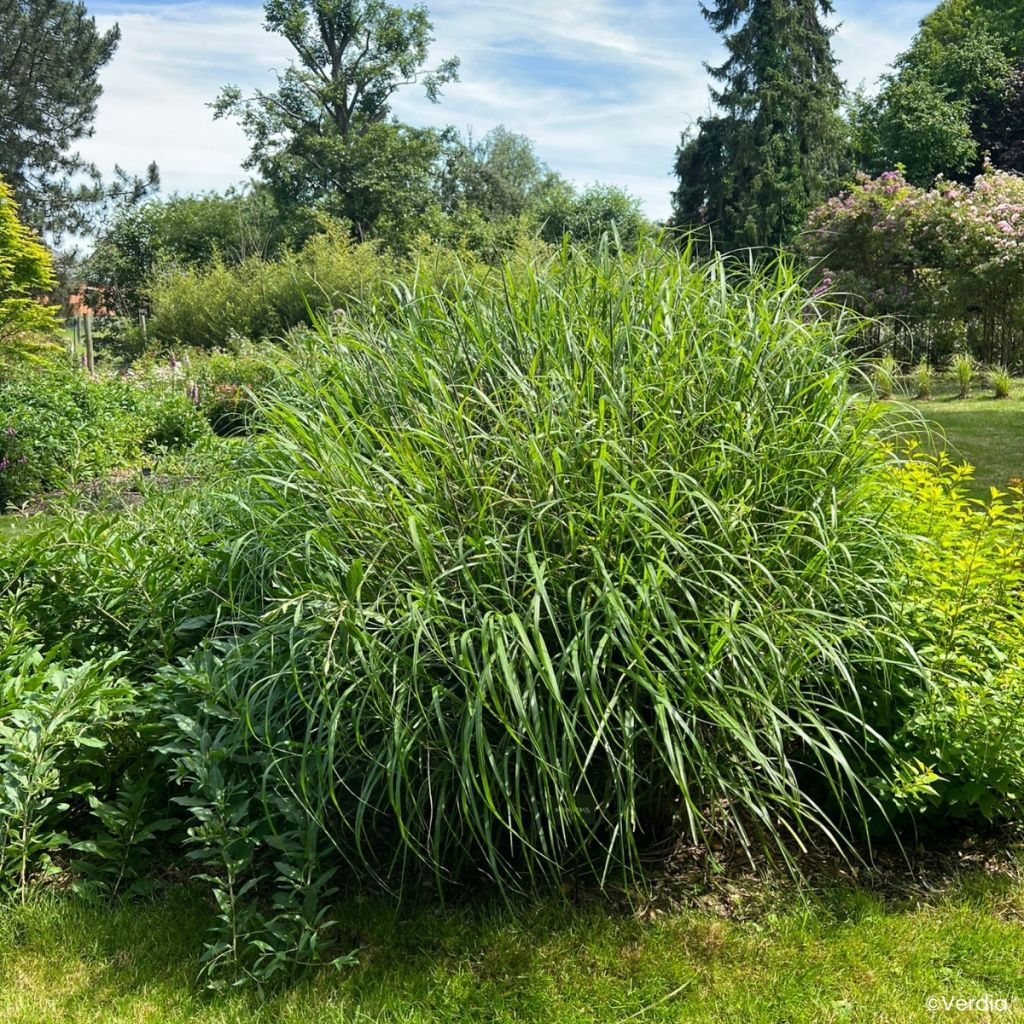 Miscanthus Miscanvert - Prachtriet