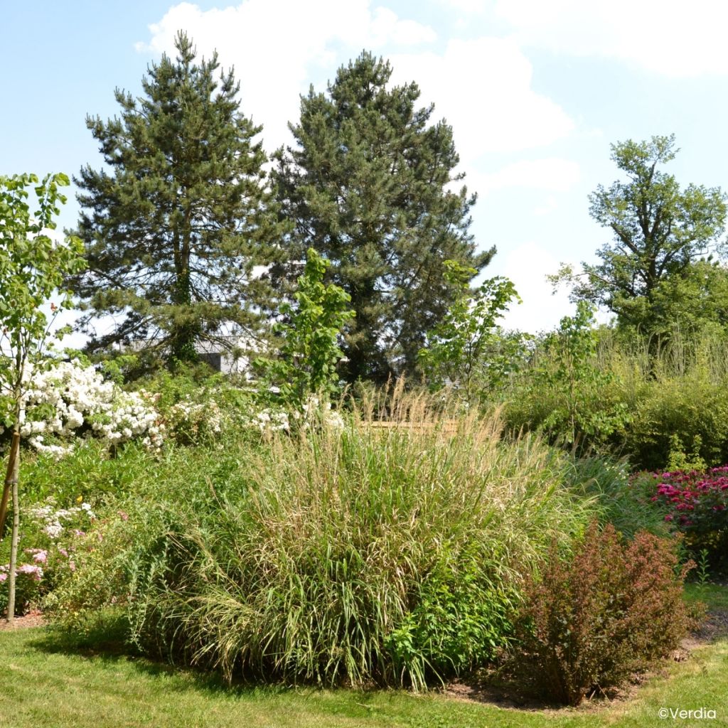 Miscanthus Miscanvert - Prachtriet
