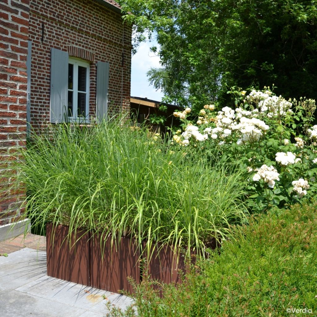 Miscanthus Miscanvert - Prachtriet