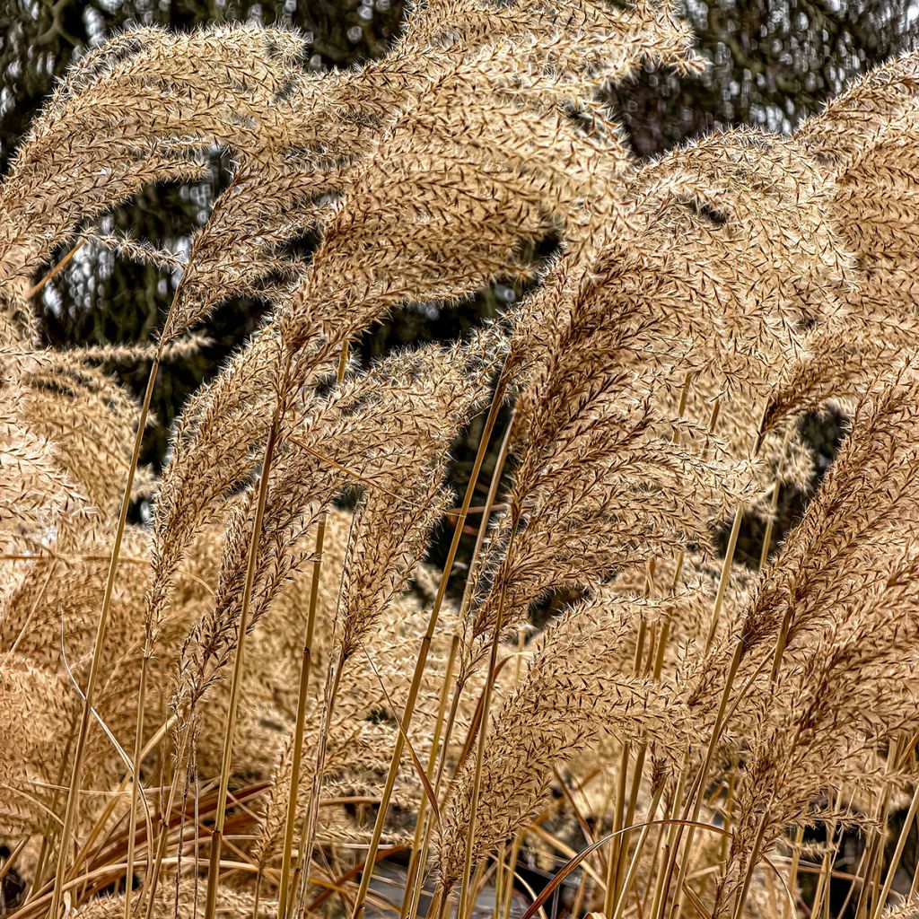 Miscanthus sinensis Giraffe - Prachtriet