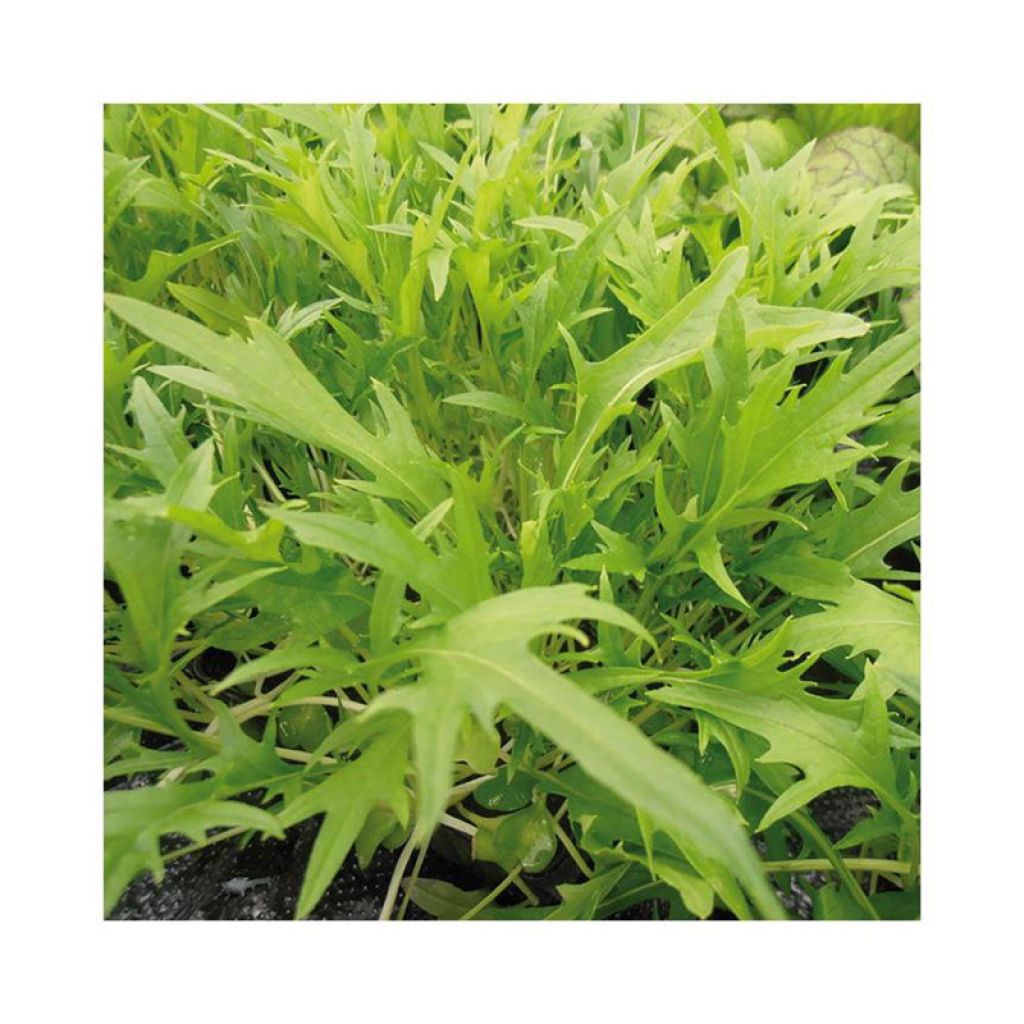 Mizuna Prim NT - Ferme de Sainte Marthe