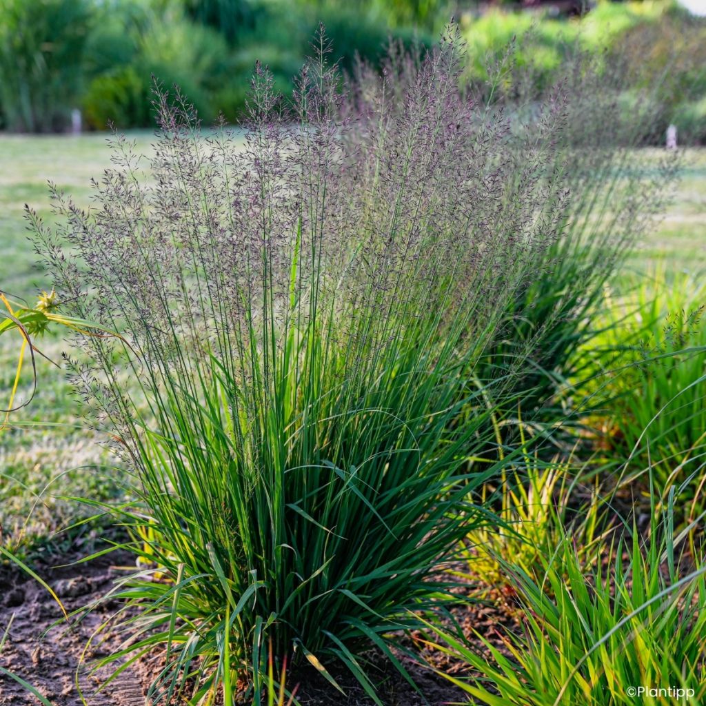Molinia caerulea Banshee - Pijpenstrootje