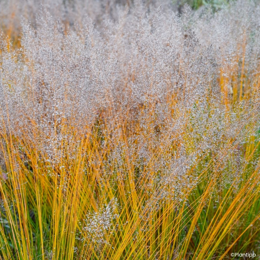 Molinia caerulea Banshee - Pijpenstrootje