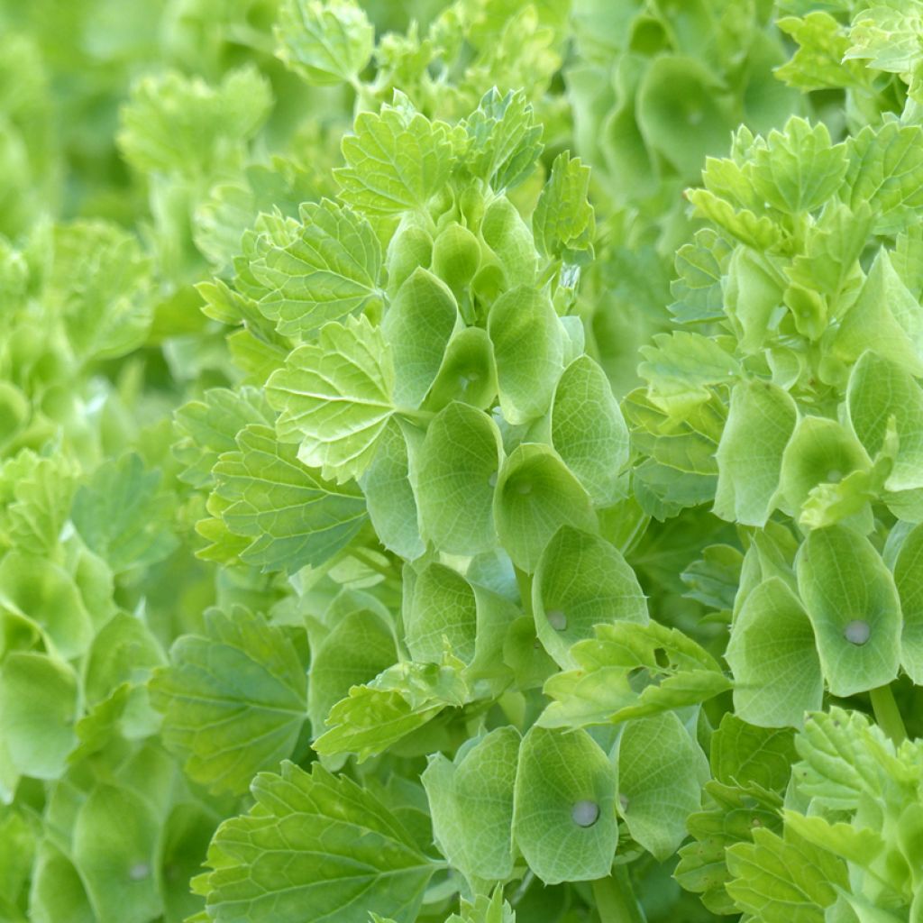 Moluccella laevis Bells of Ireland (zaad) - Klokken van Ierland