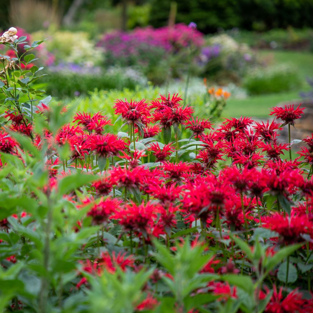 Monarda Gardenview Scarlet - Bergamotplant
