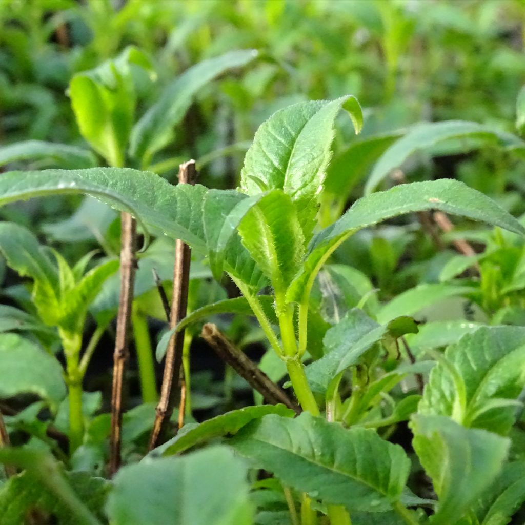 Monarde Beauty of Cobham - Bergamote rose