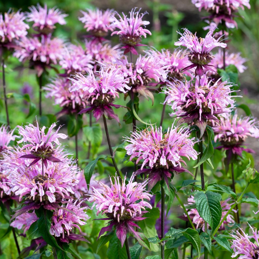 Monarda Beauty of Cobham - Bergamotplant