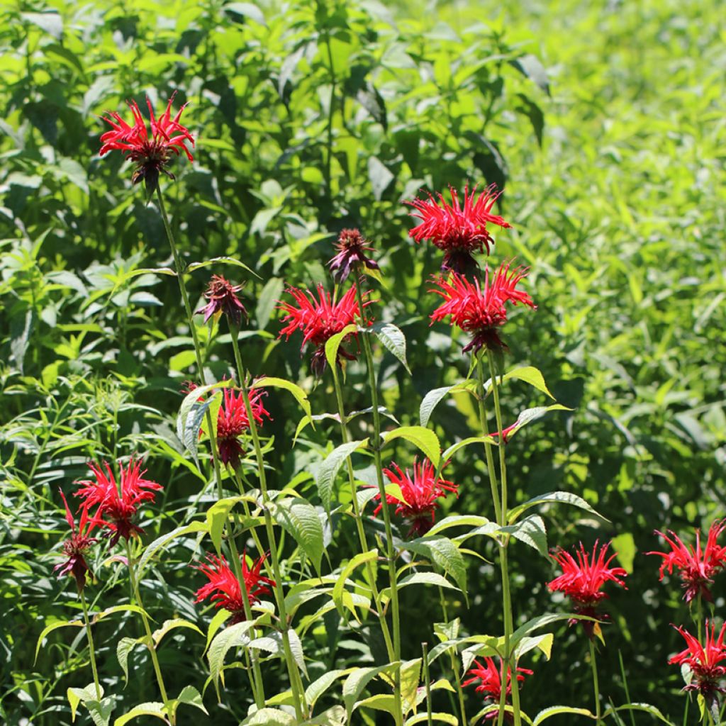 Monarda Jacob Cline - Bergamotplant