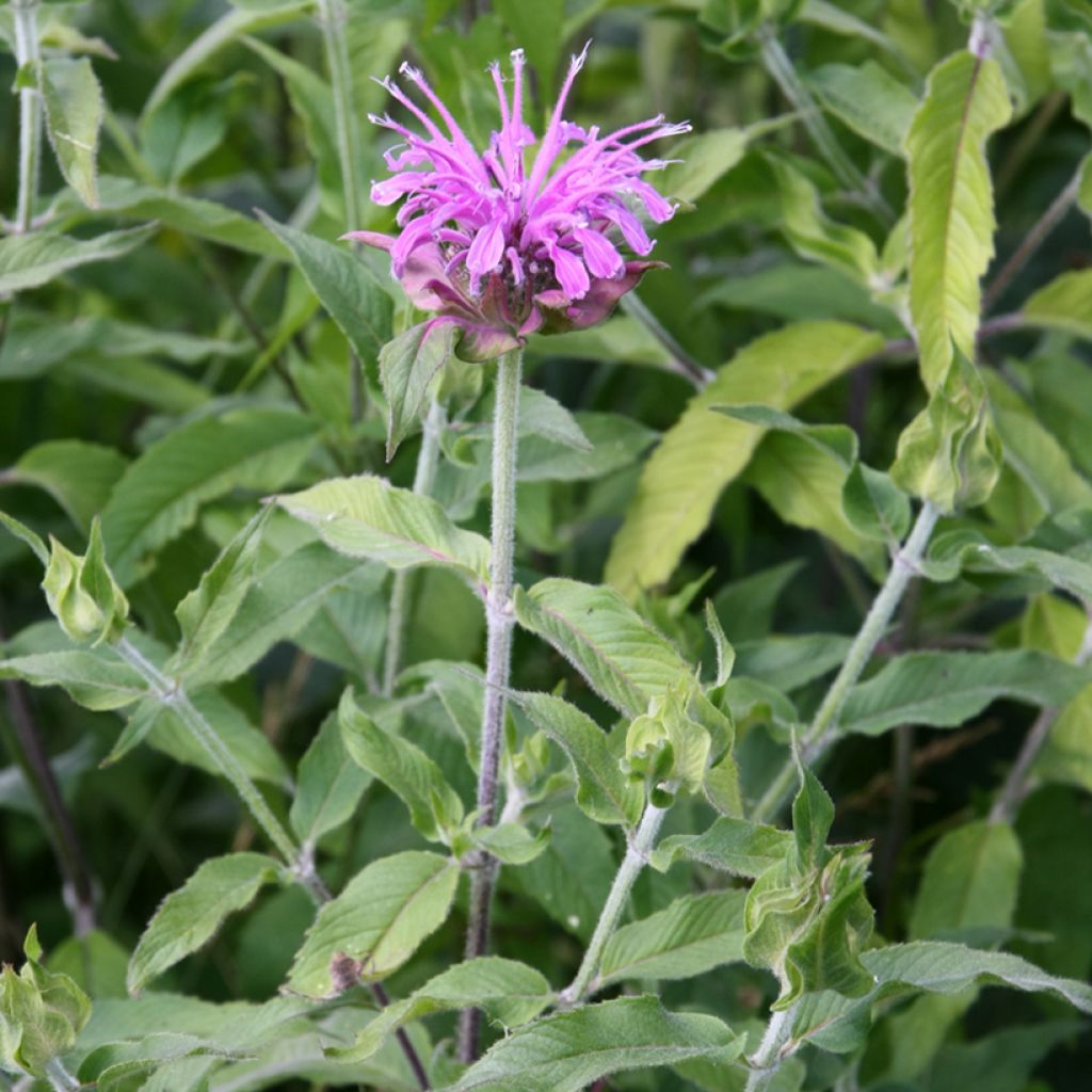 Monarda Mohawk - Bergamotplant