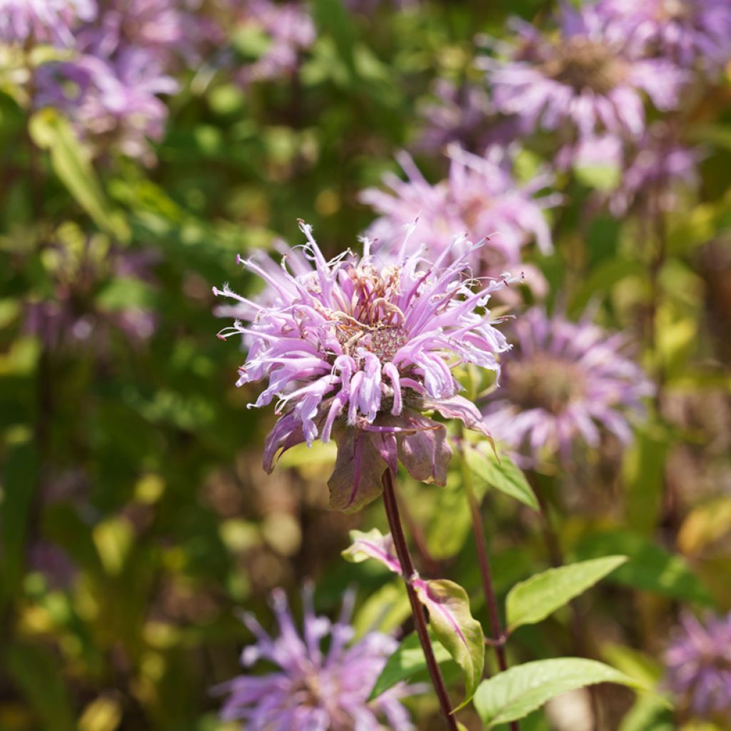 Monarda bradburiana - Bergamotplant