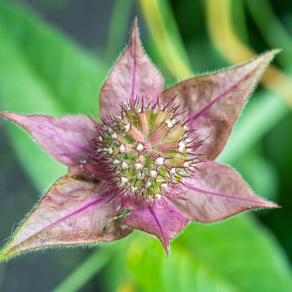 Monarda bradburiana - Bergamotplant