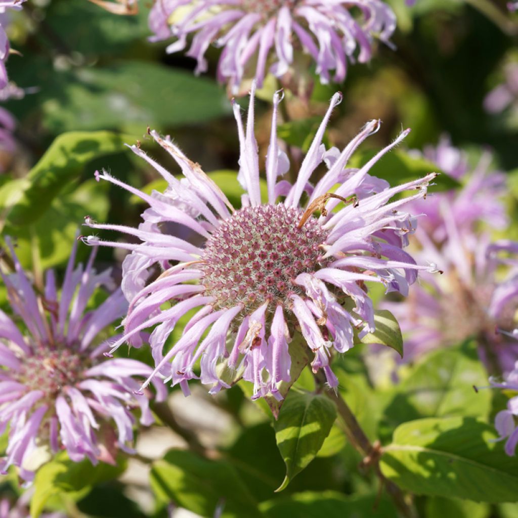 Monarda bradburiana - Bergamotplant