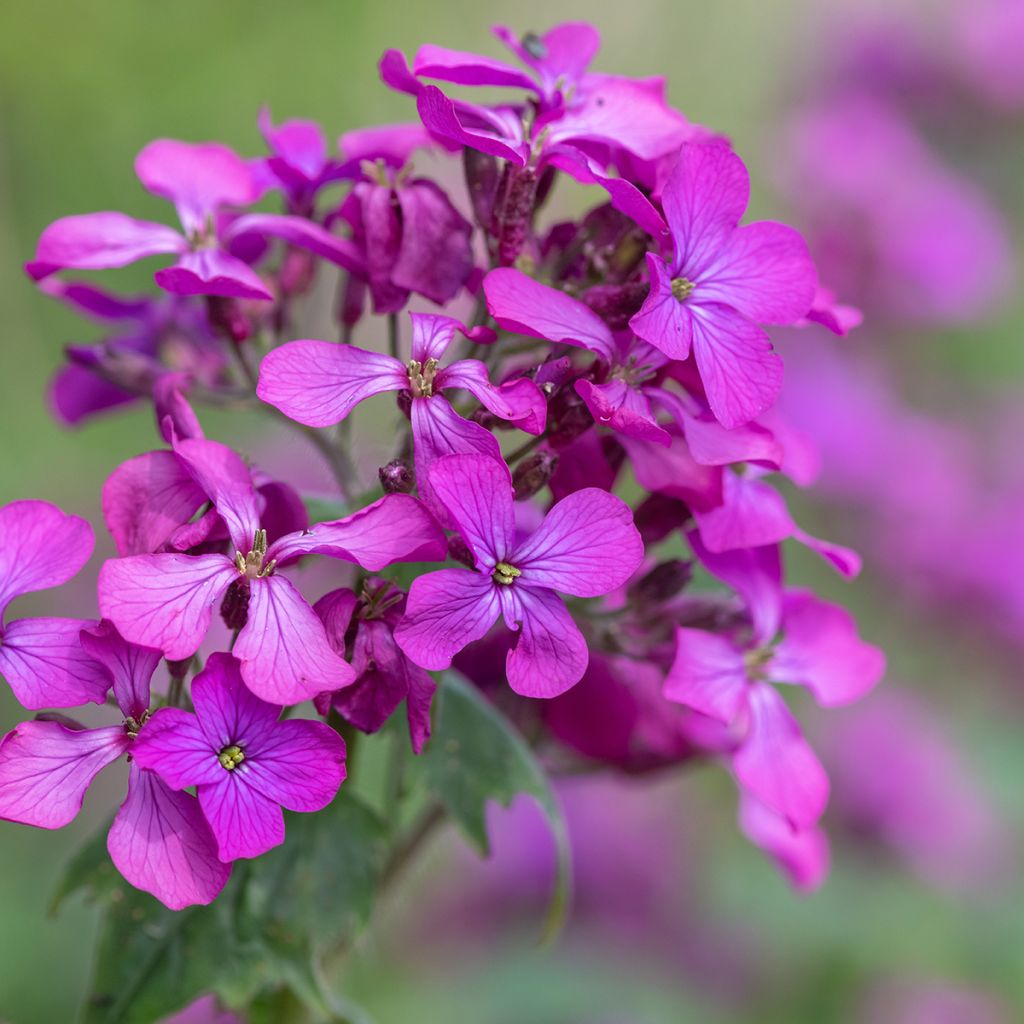 Lunaria annua - Judaspennig