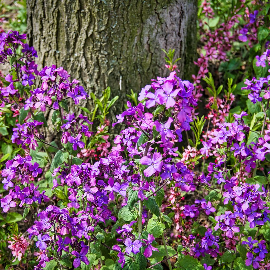 Lunaria annua - Judaspennig