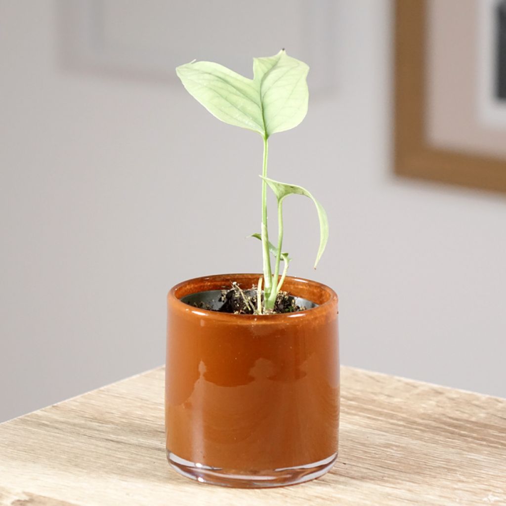 Amydrium medium Silver