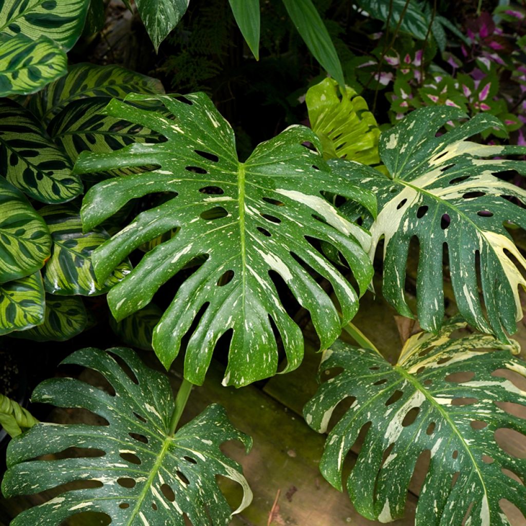 Monstera Thai Constellation - Gatenplant