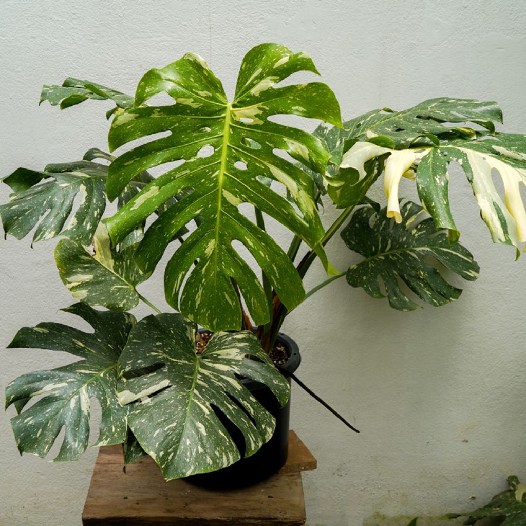 Monstera Thai Constellation - Gatenplant