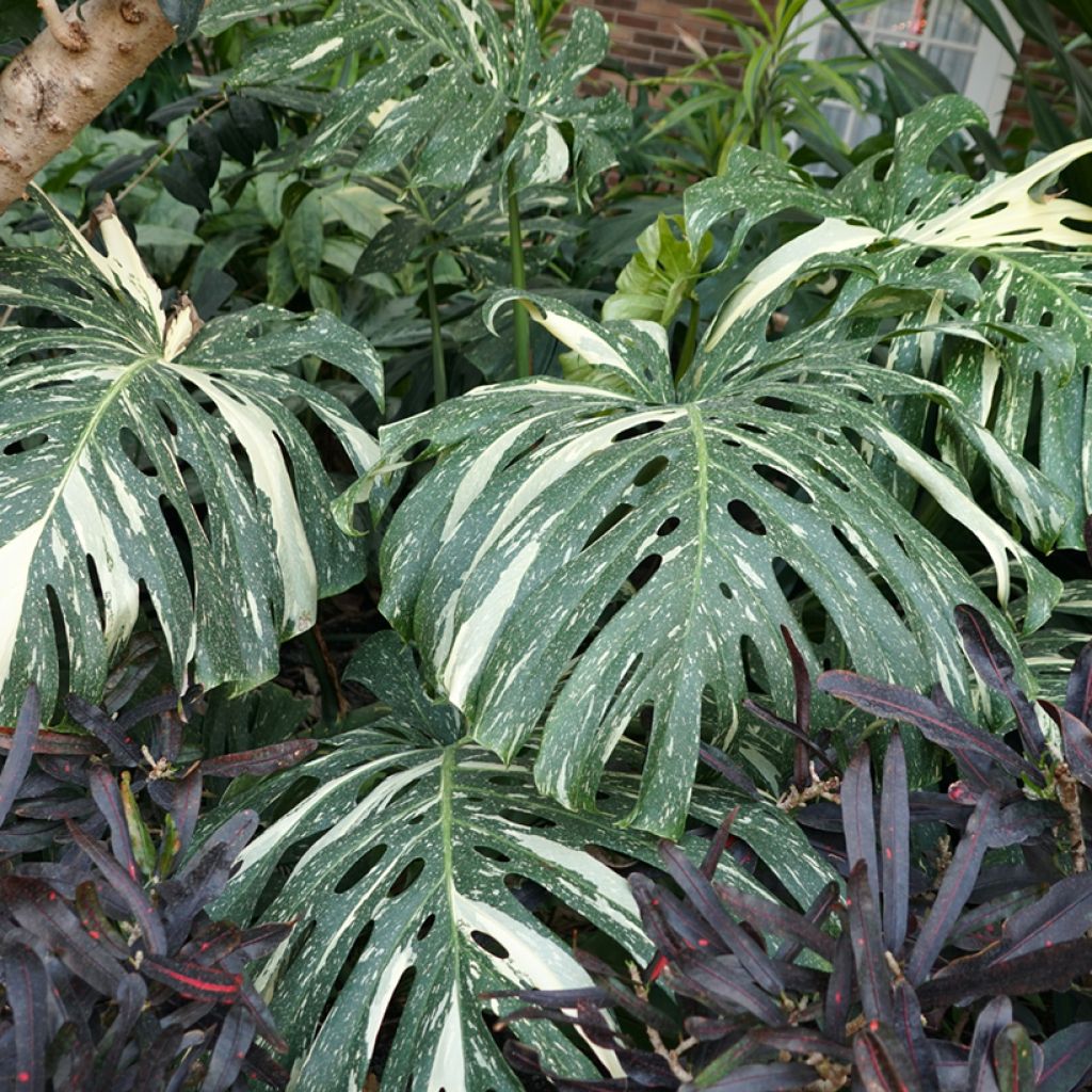 Monstera Thai Constellation - Gatenplant