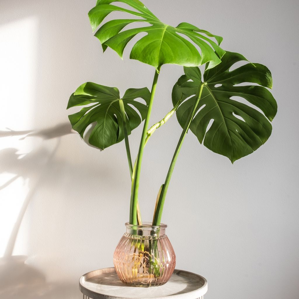 Monstera deliciosa - Gatenplant
