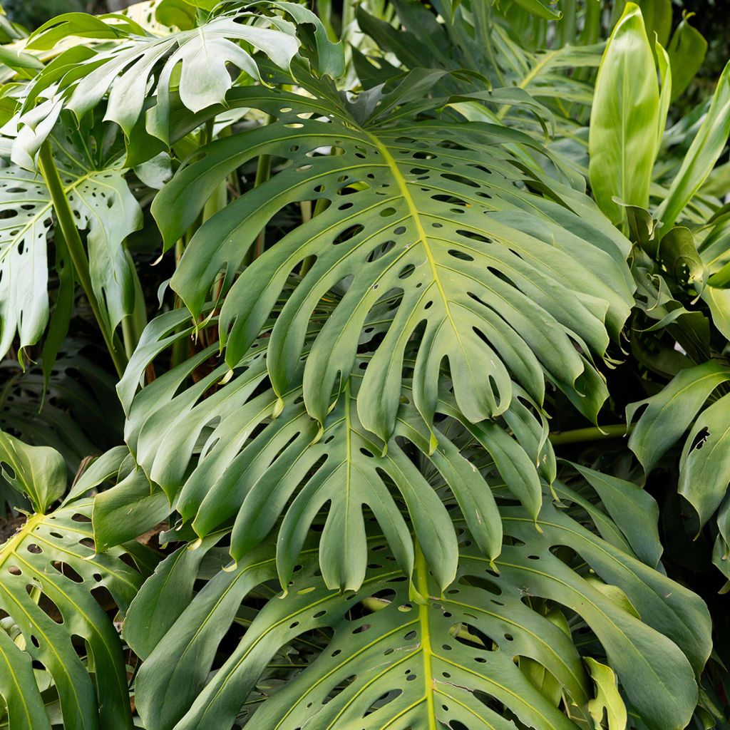 Monstera deliciosa - Gatenplant