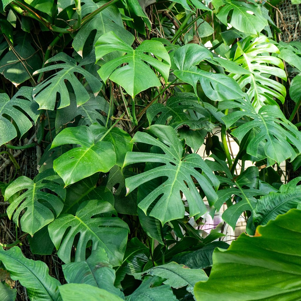 Monstera deliciosa - Gatenplant