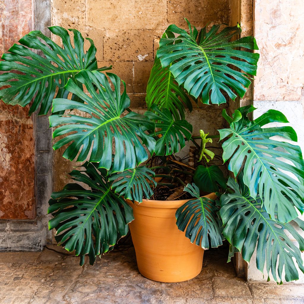 Monstera deliciosa - Gatenplant