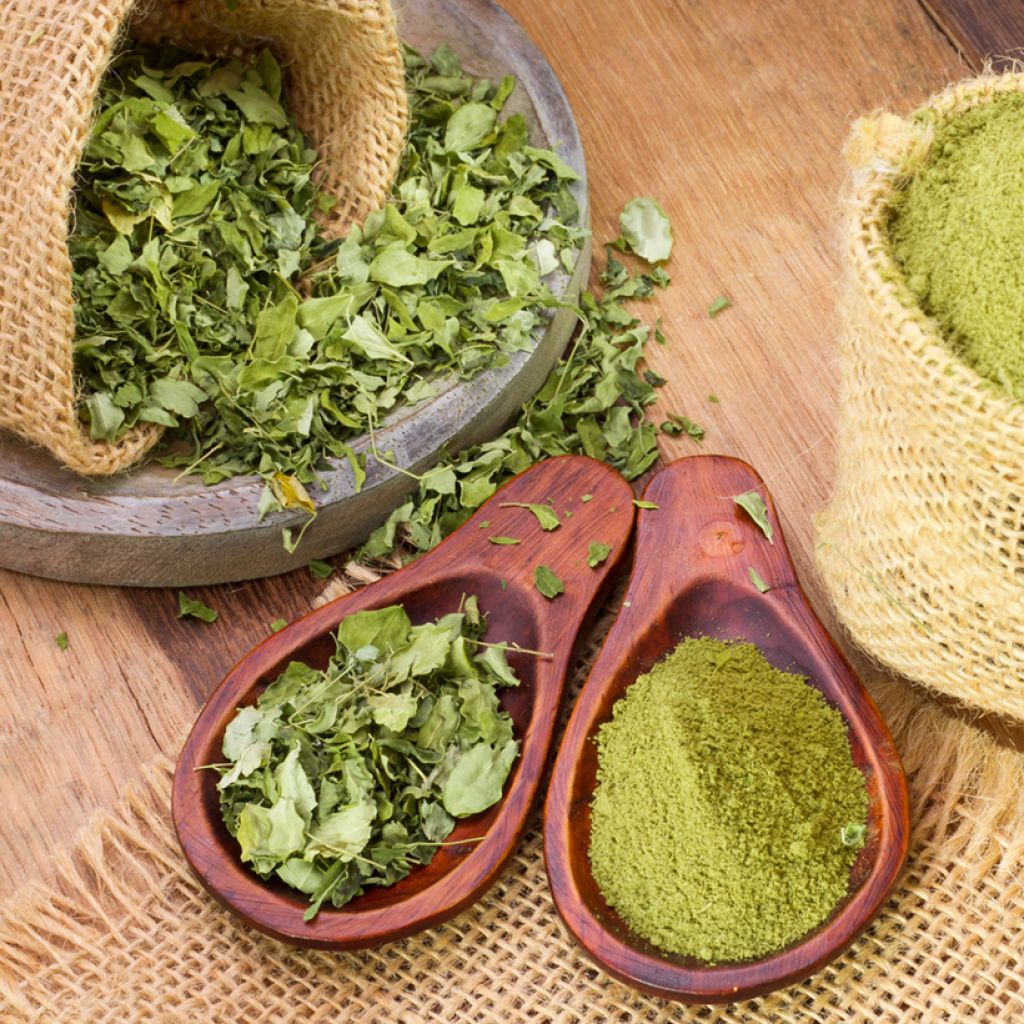 Moringa oleifera - Moringaboom