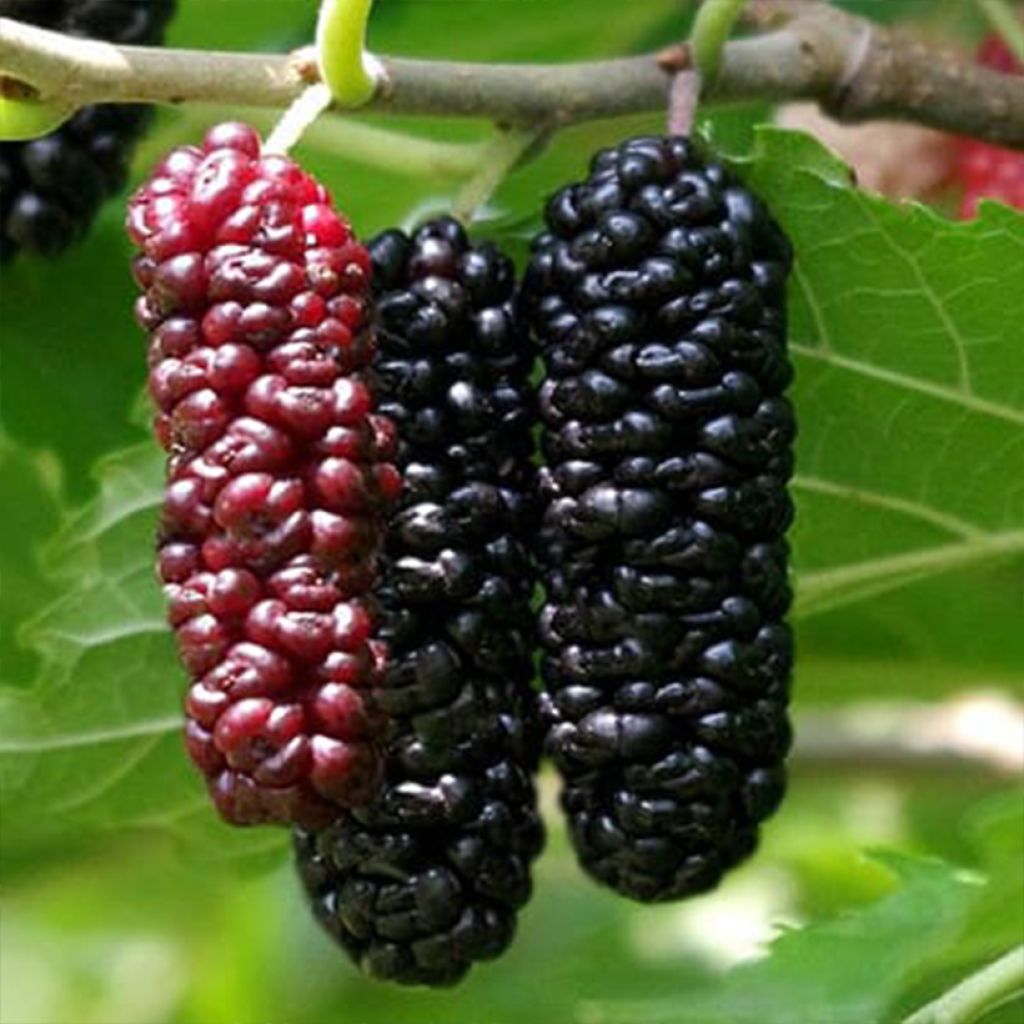 Moerbei Illinois Everbearing - Morus