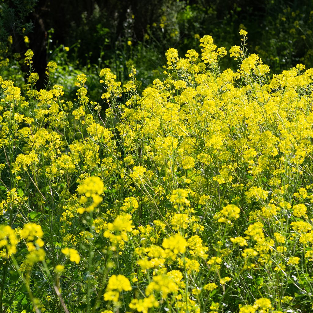 Witte mosterd groenbemester - Sinapis alba