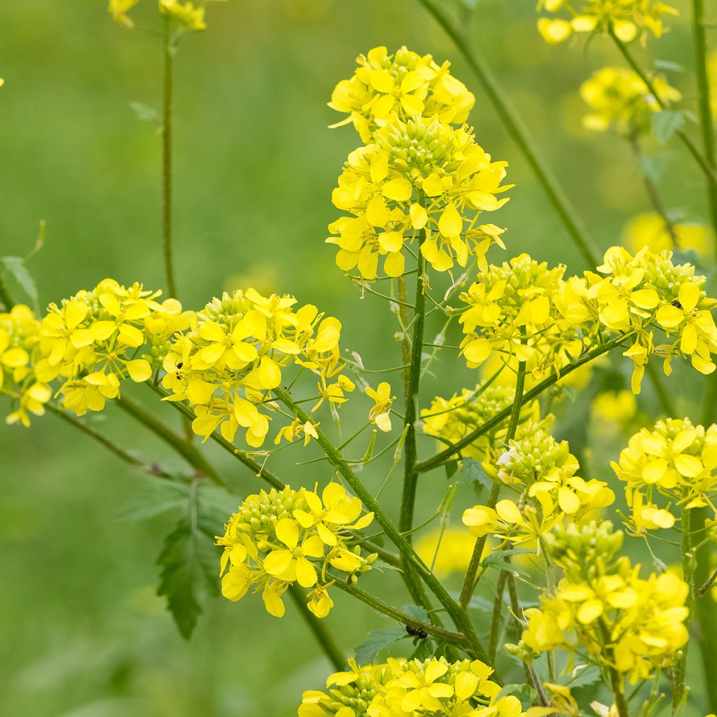 Witte mosterd groenbemester - Sinapis alba