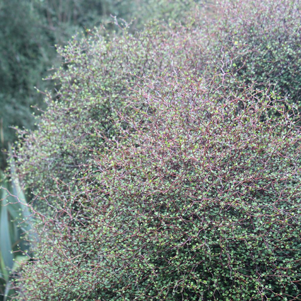 Muehlenbeckia astonii - Draadstruik