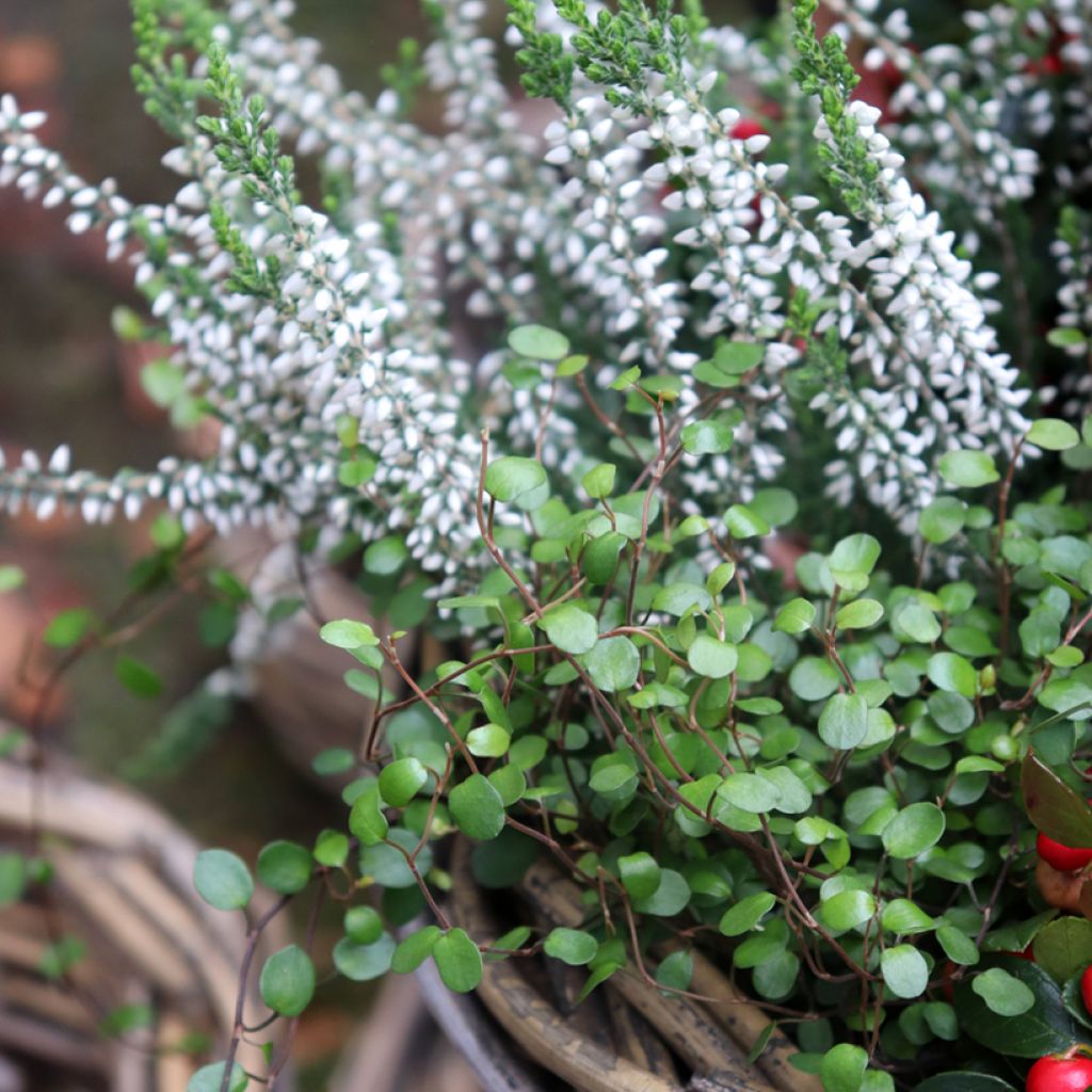 Muehlenbeckia axillaris - Draadplant