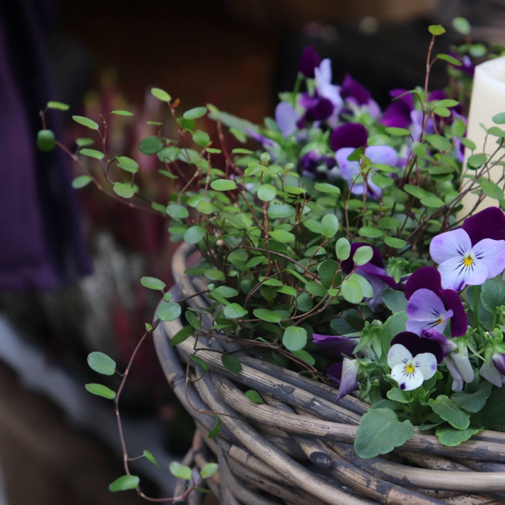 Muehlenbeckia axillaris - Draadplant